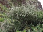 Graines de Cytisus proliferus, graines de Tagasaste, Graines de Chamaecytisus proliferus