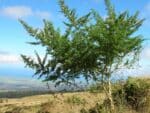 Graines de Cytisus proliferus, graines de Tagasaste, Graines de Chamaecytisus proliferus