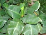 Plant de Musa acuminata 'Tropicana', plant de Bananier nain Tropicana