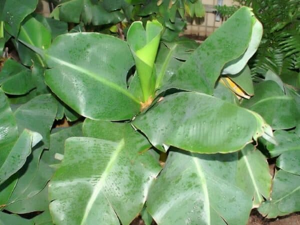Plant de Musa acuminata 'Tropicana', plant de Bananier nain Tropicana