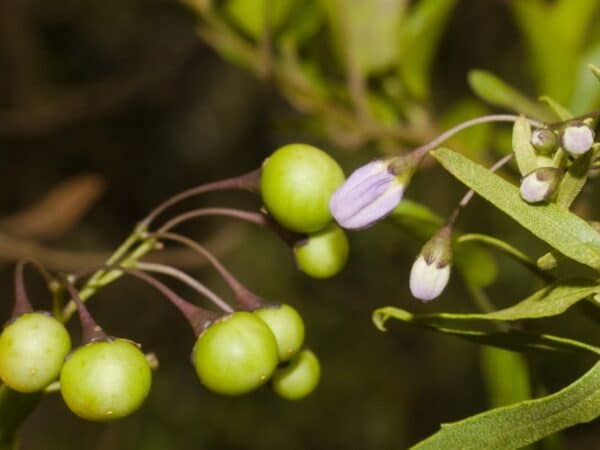 Plant de Solanum laxum, plant de Morelle faux-jasmin