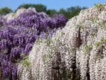 Graines de Wisteria floribunda 'Alba', graines de Glycine floribone