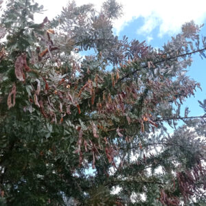 Graines d'Acacia baileyana var. purpurea, Graines de Mimosa de Bailey pourpre