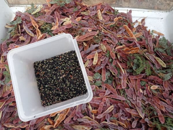 Graines d'Acacia baileyana var. purpurea, Semences de Mimosa de Bailey pourpre, récolte de graines d'Acacia baileyana