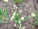 Plants d'Allium fistulosum, Plants de Ciboule au potager