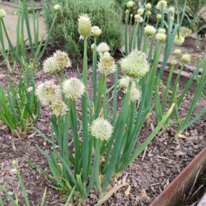 Plants d'Allium fistulosum, Plants de Ciboule au potager