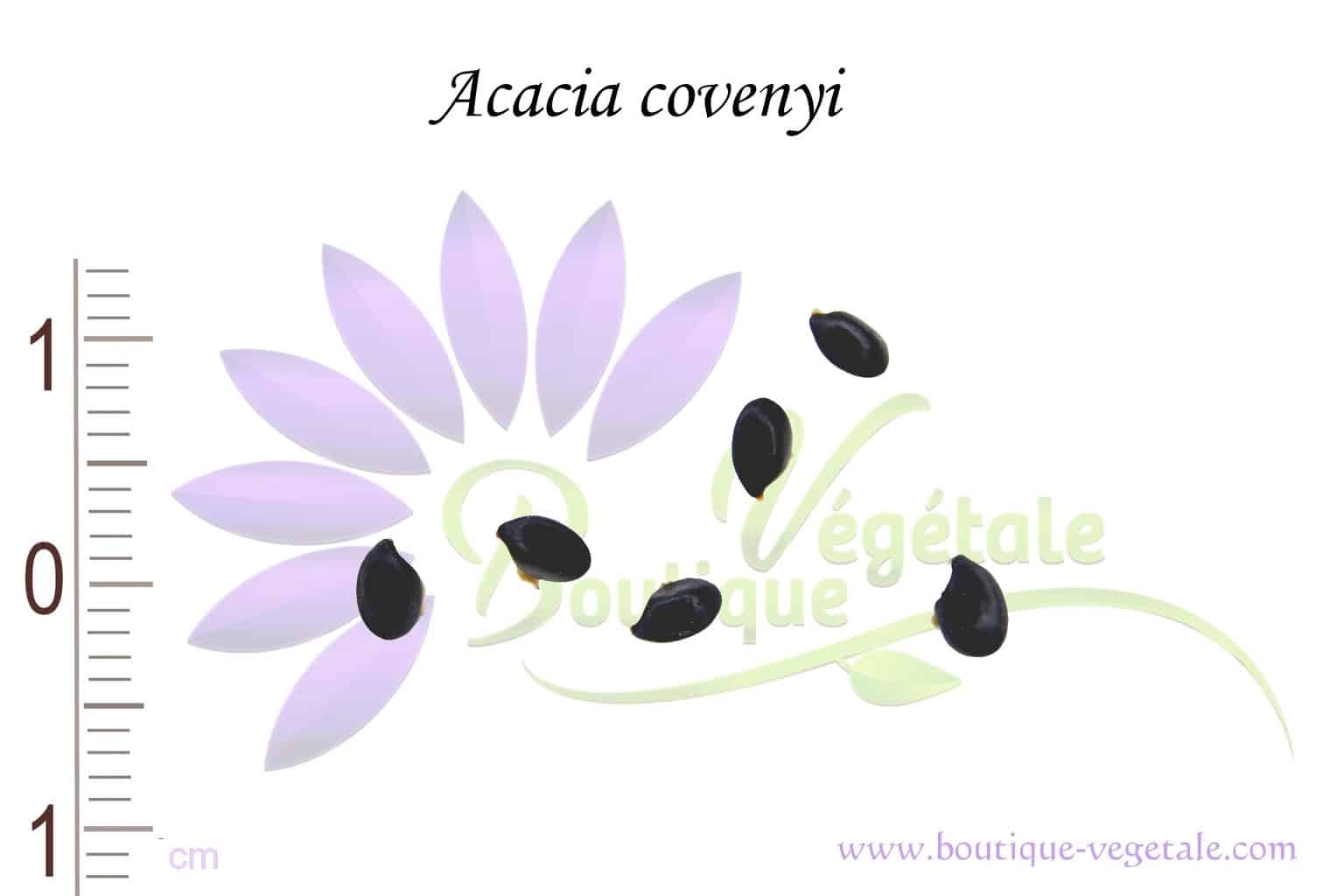 Graines d'Acacia covenyi, Graines de Mimosa argenté