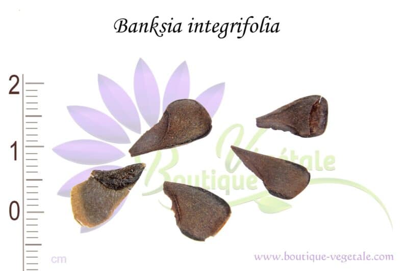 Graines de Banksia integrifolia, Graines de Banksia côtier