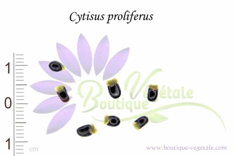 Graines de Cytisus proliferus, Graines de Chamaecytisus proliferus, Graines de Tagasaste