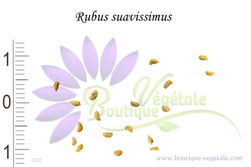 Graines de Rubus suavissimus, Graines de Ronce sucrée de Chine