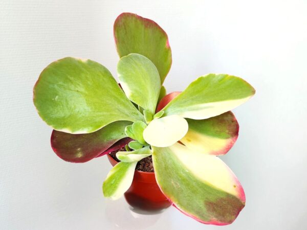 Plant de Kalanchoe thyrsiflora 'Red Lips', Plant de Kalanchoé à fleurs en thyrse 'Red Lips'