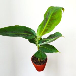 Plant de Musa tropicana, Plant de Bananier tropicana
