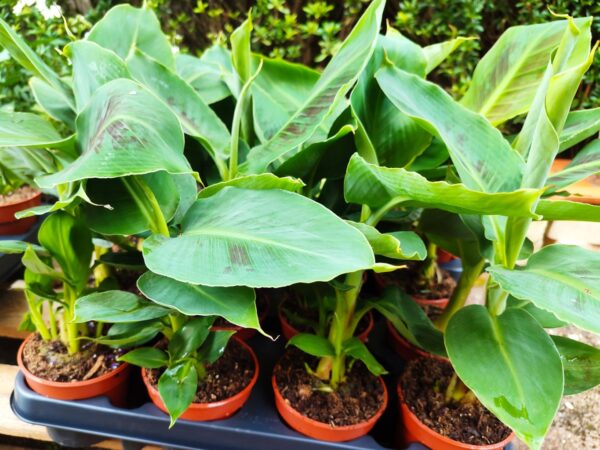 Plants de Musa tropicana, Plants de Bananier tropicana