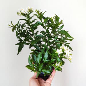 Plant de Solanum jasminoides, Plant de Morelle faux jasmin