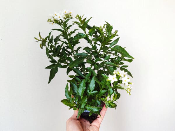 Plant de Solanum jasminoides, Plant de Morelle faux jasmin
