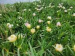 Graines de Carpobrotus edulis, Graines de Griffe de sorcière