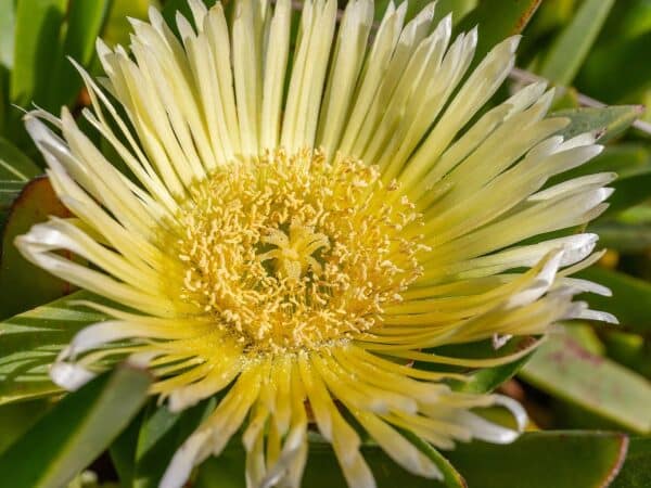 Graines de Carpobrotus edulis, Graines de Griffe de sorcière