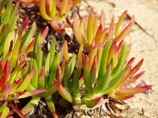 Graines de Carpobrotus edulis, Graines de Griffe de sorcière