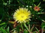 Graines de Carpobrotus edulis, Graines de Griffe de Sorcière