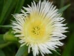 Graines de Carpobrotus edulis, Graines de Griffe de sorcière