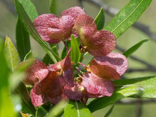 Graines de Dodonaea viscosa 'Purpurea', Graines de Dodonée visqueuse Pourpre