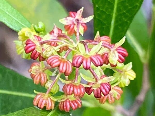 Graines de Dodonaea viscosa 'Purpurea', Graines de Dodonée visqueuse Pourpre