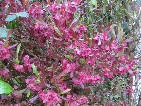 Graines de Dodonaea viscosa 'Purpurea', Graines de Dodonée visqueuse Pourpre