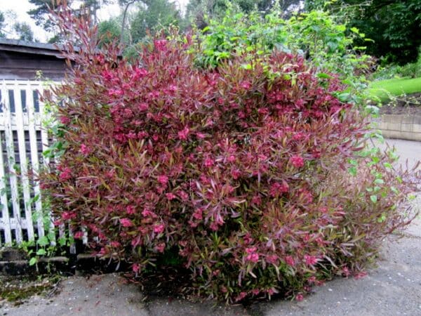 Graines de Dodonaea viscosa 'Purpurea', Graines de Dodonée visqueuse Pourpre