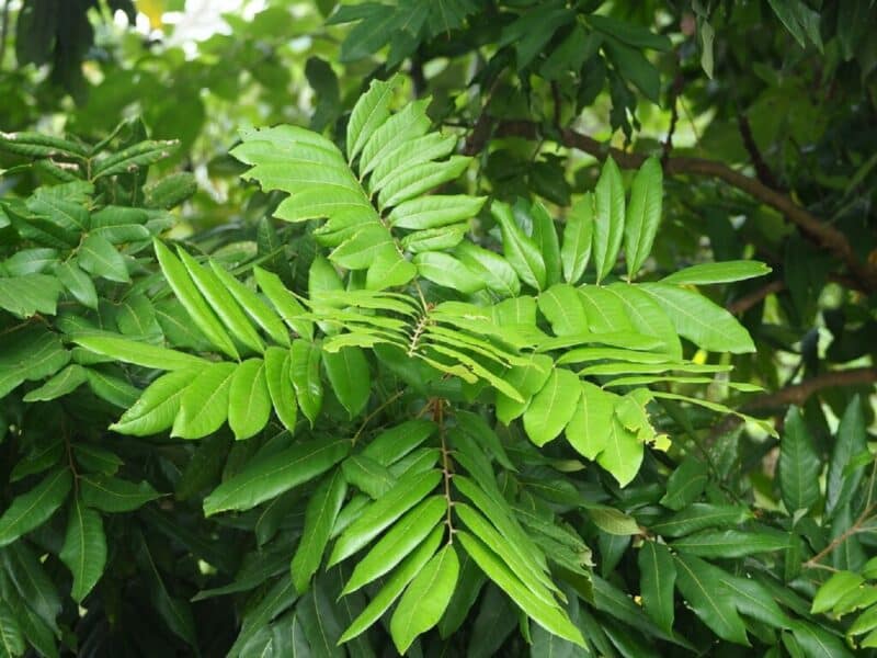 Feuilles décoratives de Longanier