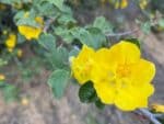 Fleurs de Frémontia de Californie, Fleurs de Fremontodendron, Graines de Fremontodendron californicum, graines de Frémontia de Californie en fleurs