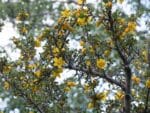 Fleurs de Fremontodendron, floraison d'un Frémontia, Graines de Fremontodendron californicum, graines de Frémontia de Californie en fleurs