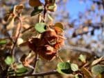 Fruits du Fremontodendron californicum, Graines de Fremontodendron californicum, graines de Frémontia de Californie en fleurs