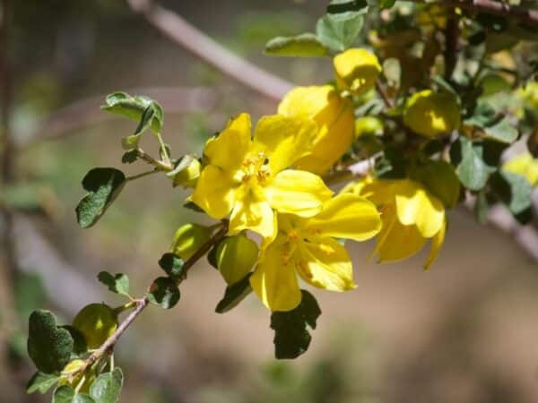 Fleurs de Fremontodendron, floraison d'un Frémontia, Graines de Fremontodendron californicum, graines de Frémontia de Californie en fleurs