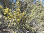 Fremontodendron en fleurs, floraison d'un Frémontia, Graines de Fremontodendron californicum, graines de Frémontia de Californie en fleurs