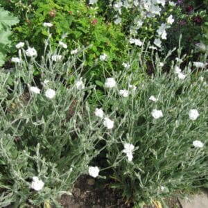 Graines de Lychnis coronaria 'Alba', graines de Coquelourde des jardins à fleurs blanches