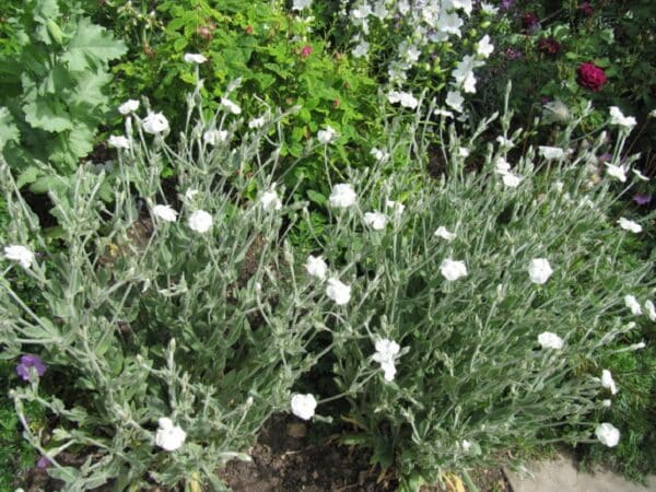 Graines de Lychnis coronaria 'Alba', graines de Coquelourde des jardins à fleurs blanches