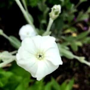 Graines de Lychnis coronaria 'Alba', graines de Coquelourde des jardins à fleurs blanches