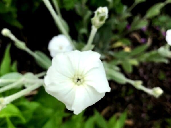 Graines de Lychnis coronaria 'Alba', graines de Coquelourde des jardins à fleurs blanches