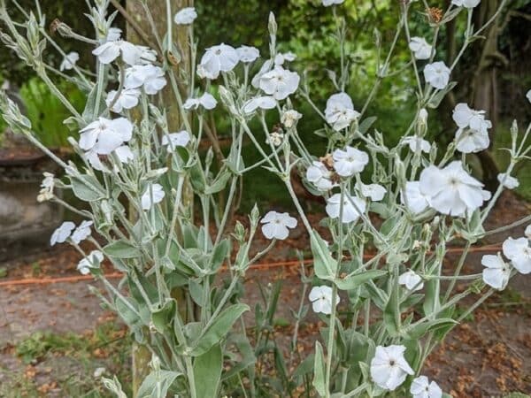 Graines de Lychnis coronaria 'Alba', graines de Coquelourde des jardins à fleurs blanches