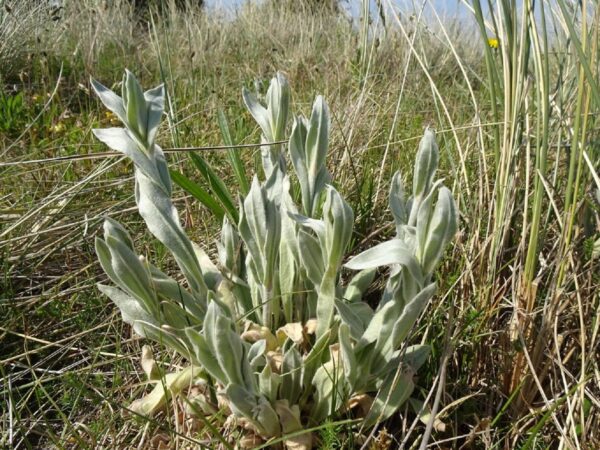 Graines de Lychnis coronaria 'Alba', graines de Coquelourde des jardins à fleurs blanches