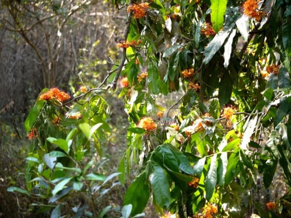 Graines de Saraca asoca, graines d'Arbre d'Ashoka