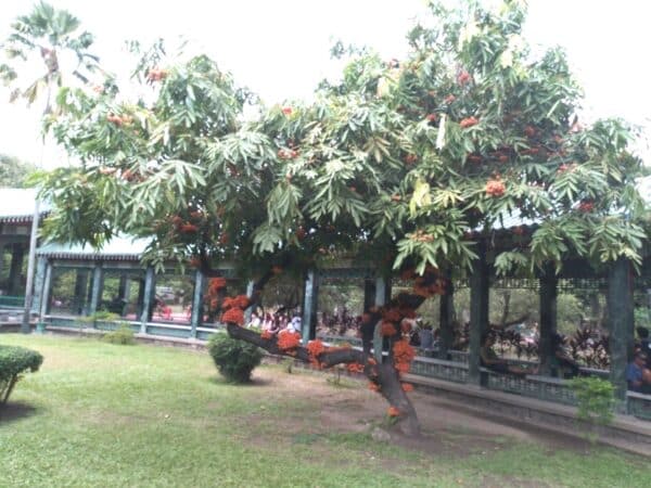 Graines de Saraca asoca, graines d'Arbre d'Ashoka