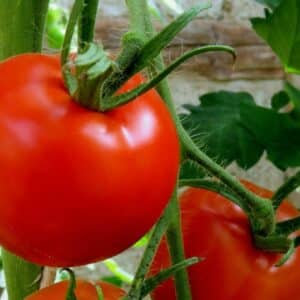 Graines de Tomate Saint-Pierre, Graines de Solanum lycopersicum (CC0)