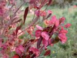 Dodonaea viscosa purpurea, Dodonée visqueuse pourpre, graines de Dodonaea viscosa purpurea, semences de Dodonée visqueuse pourpre, fruits de Dodonaea pourpre