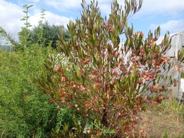 Dodonaea viscosa purpurea, Dodonée visqueuse pourpre, graines de Dodonaea viscosa purpurea, semences de Dodonée visqueuse pourpre