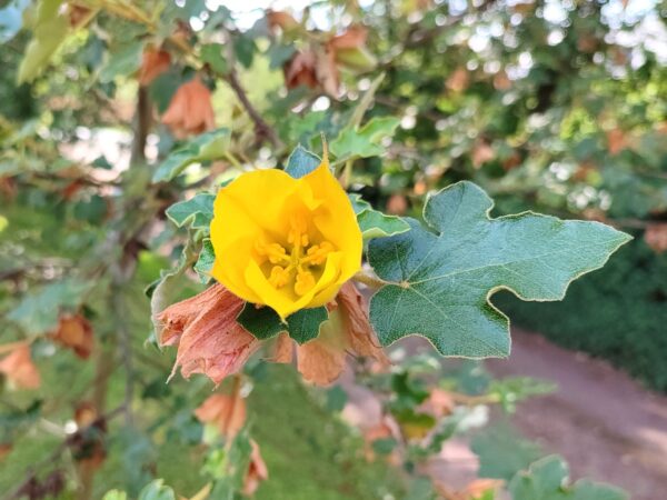 Fleur de Fremontodendron qui s'ouvre, Graines de Fremontodendron californicum, graines de Frémontia de Californie en fleurs