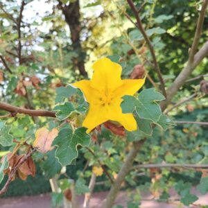 Frémontia de Californie en fleurs, Fleur de Frémontia sur arbre, Graines de Fremontodendron californicum, graines de Frémontia de Californie en fleurs