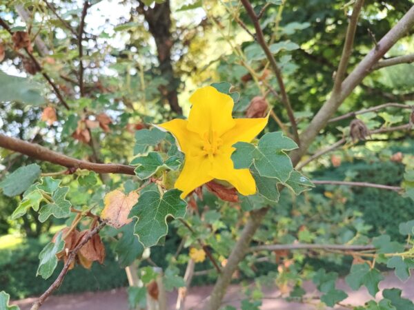 Frémontia de Californie en fleurs, Fleur de Frémontia sur arbre, Graines de Fremontodendron californicum, graines de Frémontia de Californie en fleurs