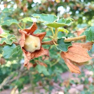 Fruits de Fremontia, fruit de frémontodendron, Graines de Fremontodendron californicum, graines de Frémontia de Californie en fleurs