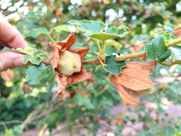 Fruits de Fremontia, fruit de frémontodendron, Graines de Fremontodendron californicum, graines de Frémontia de Californie en fleurs